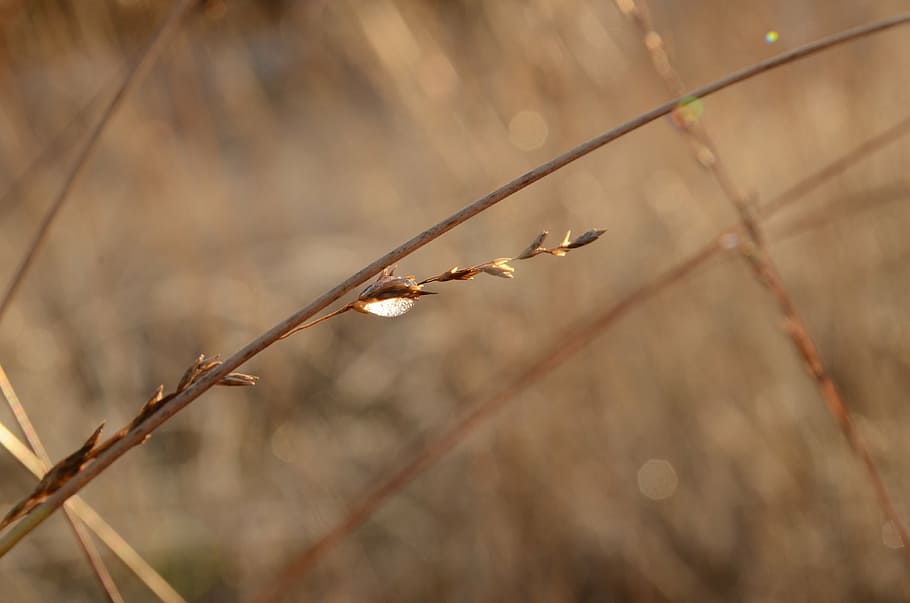 drop, sun, sunlight, branch, winter, thaw, bird, animal wildlife HD wallpaper