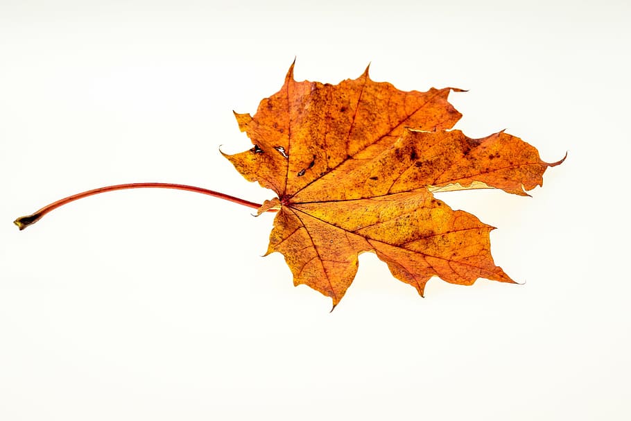 autumn, leaves, leaf, fall foliage, colors of autumn, leaves in the autumn