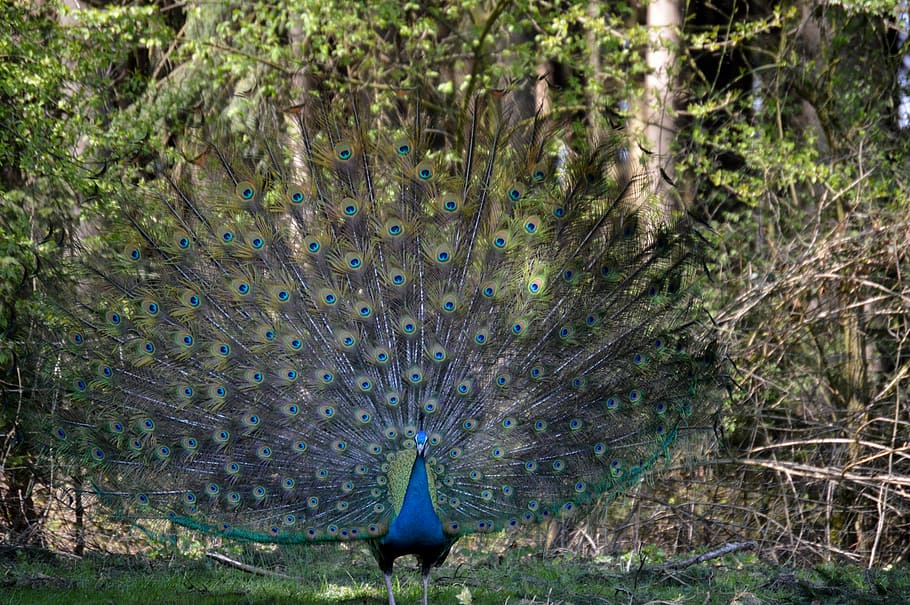 peacock, feather, bird, peacock feathers, colorful, animal HD wallpaper
