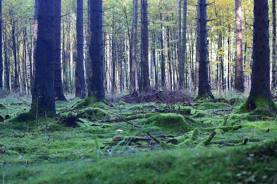 photo of green woods, forest floor, mood, moss, trees, nature HD wallpaper