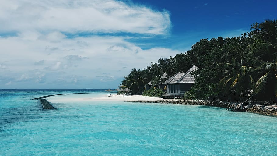green palm trees near body of water, grey hut on white sand beach HD wallpaper