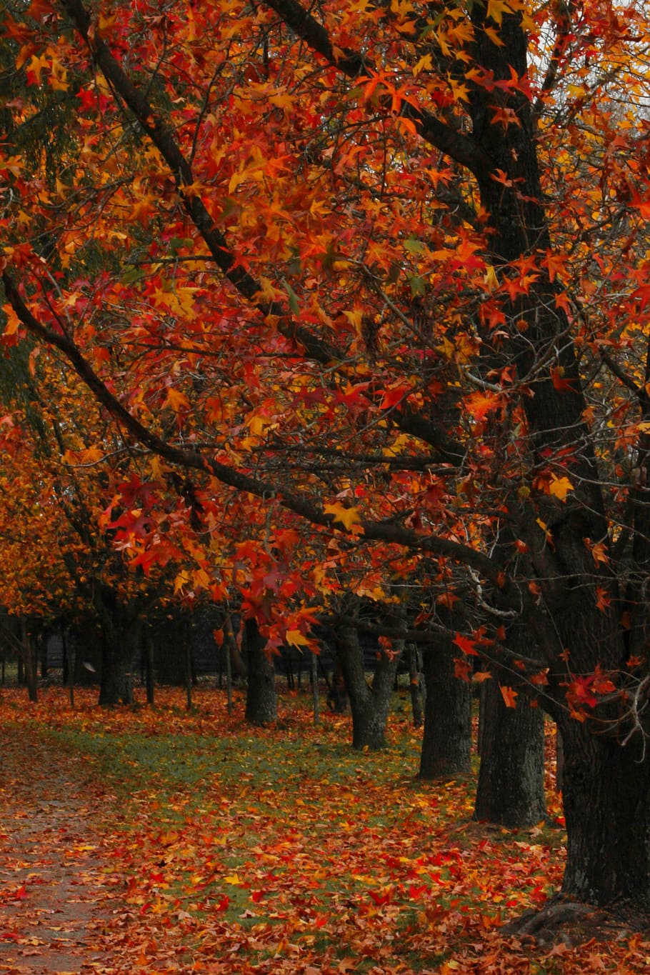Trees, Forest, Landscape, Trunk, autumn, nature, leaf, golden autumn HD wallpaper
