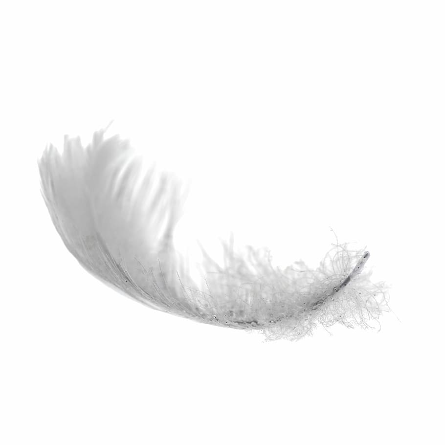 Pen, Light, Soft, White, Purity, feather, fluffy, bird, isolated HD wallpaper