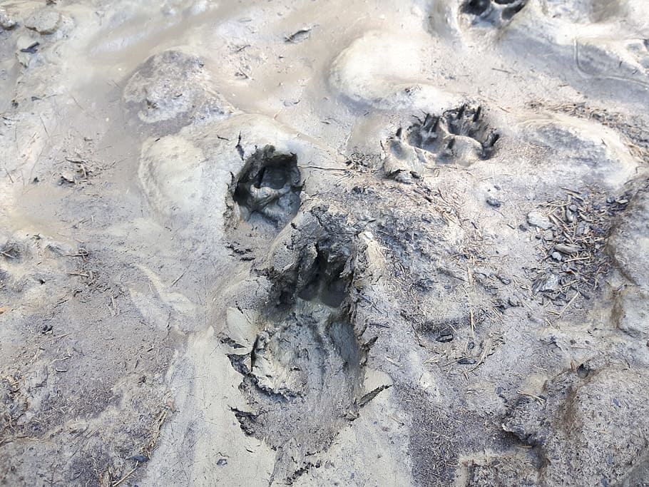 traces, mud, earth, fox, dog, claws, tree, land, beach, high angle view HD wallpaper