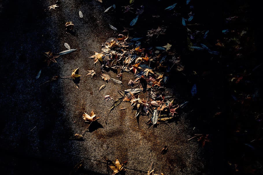 road, fall, leaves, dry, high angle view, nature, leaf, no people HD wallpaper