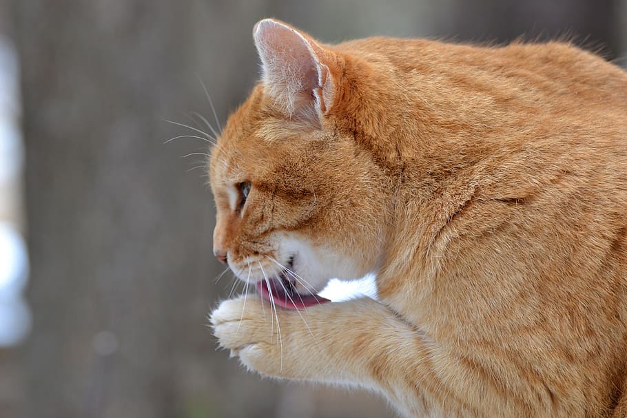 animal, cat, domestic, orange, tabby, cleaning, paw, animal themes HD wallpaper