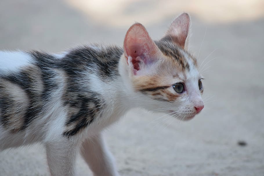 cat, kitten, cute, animal, pet, white, adorable, domestic cat HD wallpaper