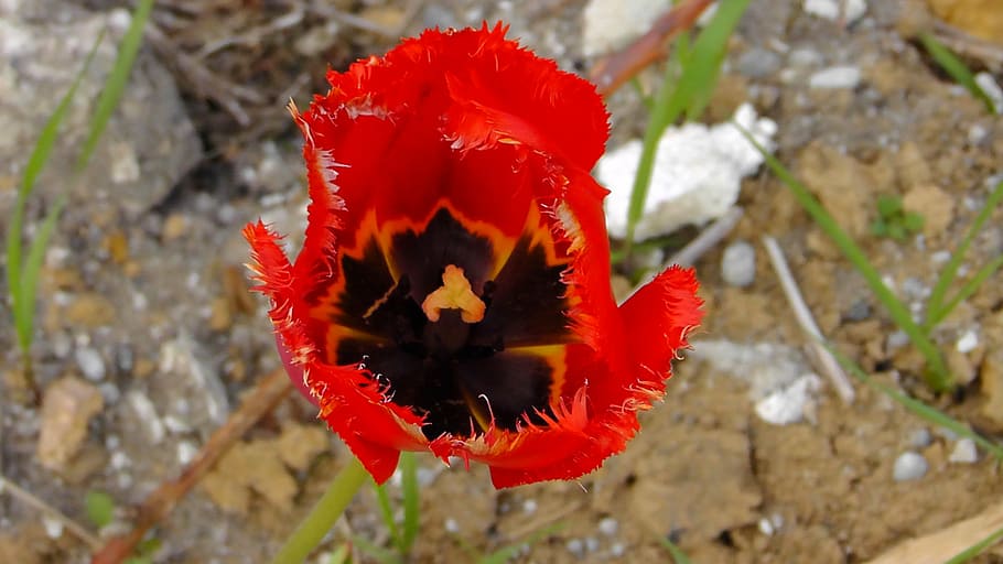 tulip, blossom, bloom, red, summer, calyx, flower, plant, nature HD wallpaper