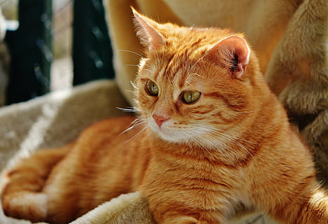 orange tabby cat on brown textile, red, cute, mackerel, tiger HD wallpaper