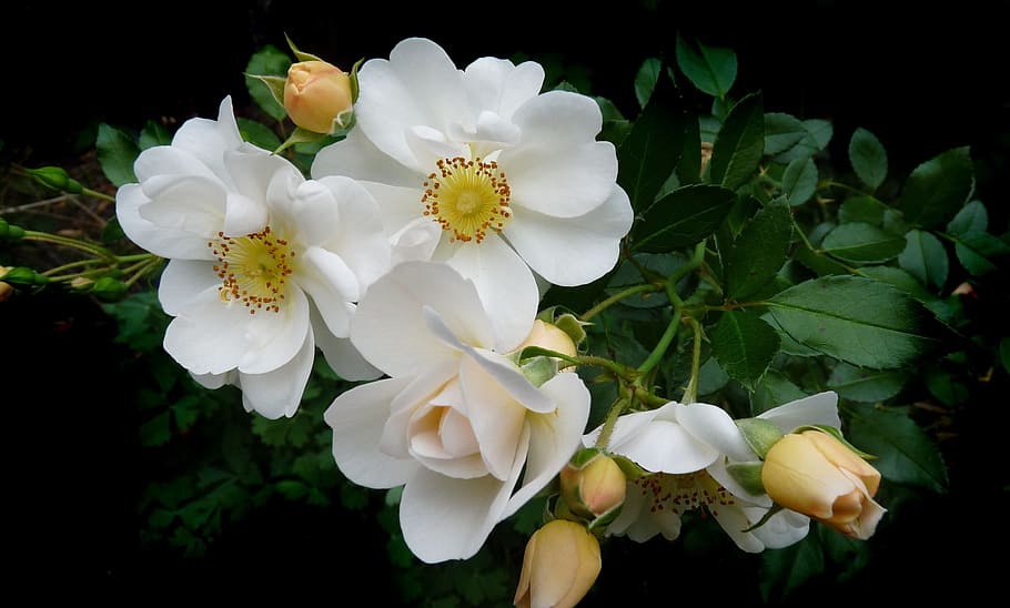 selective focus photography of white rose flower, single, stamens HD wallpaper