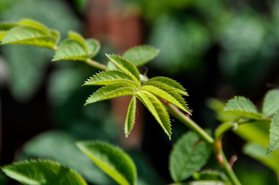 leaf, leaves, rose, green, green leaf, plant, jagged, rolled up HD wallpaper