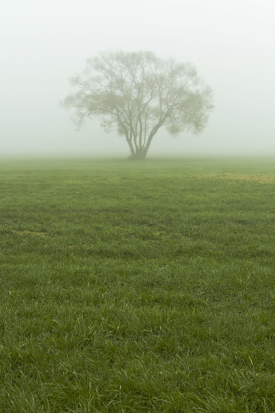 fog, mist, tree, nature, landscape, autumn, mystery, light HD wallpaper