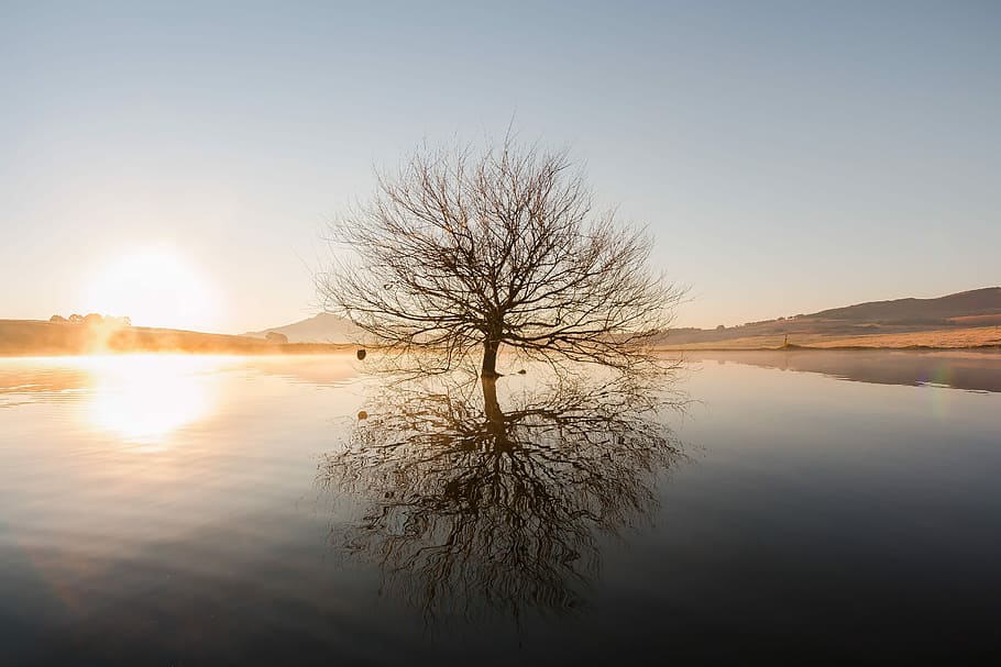 silhouette of withered tree in the middle of water, withered tree in middle of body of water HD wallpaper