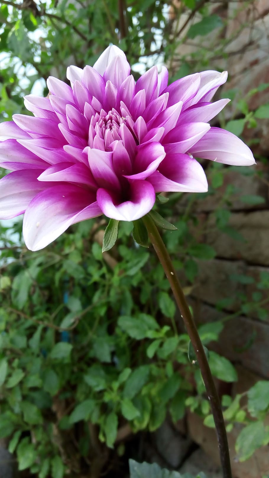 nature, flora, flower, leaf, summer, flowering plant, freshness HD wallpaper