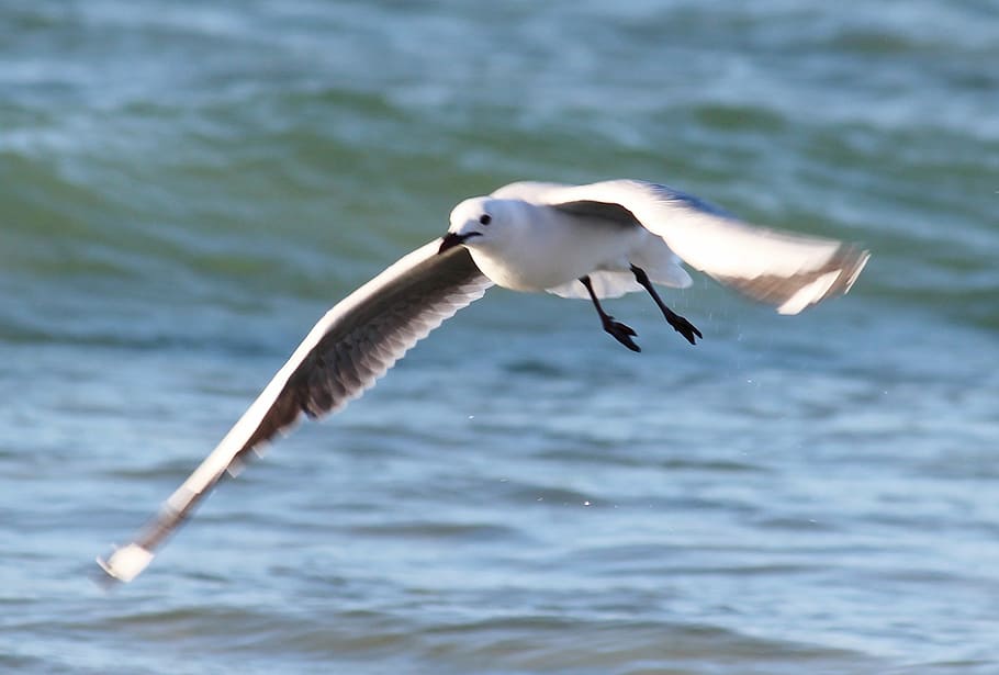 seagull, flight, beach, fly, ocean, flying, coast, animal themes HD wallpaper
