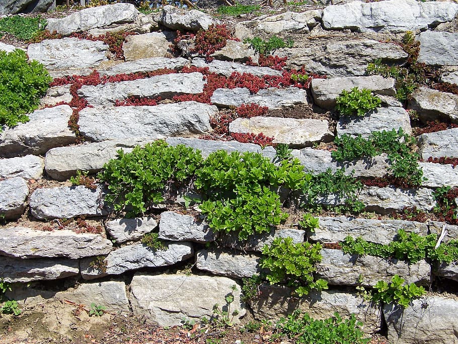 Stonewall, Border, Enclosure, Plants, design, exterior, landscaped HD wallpaper