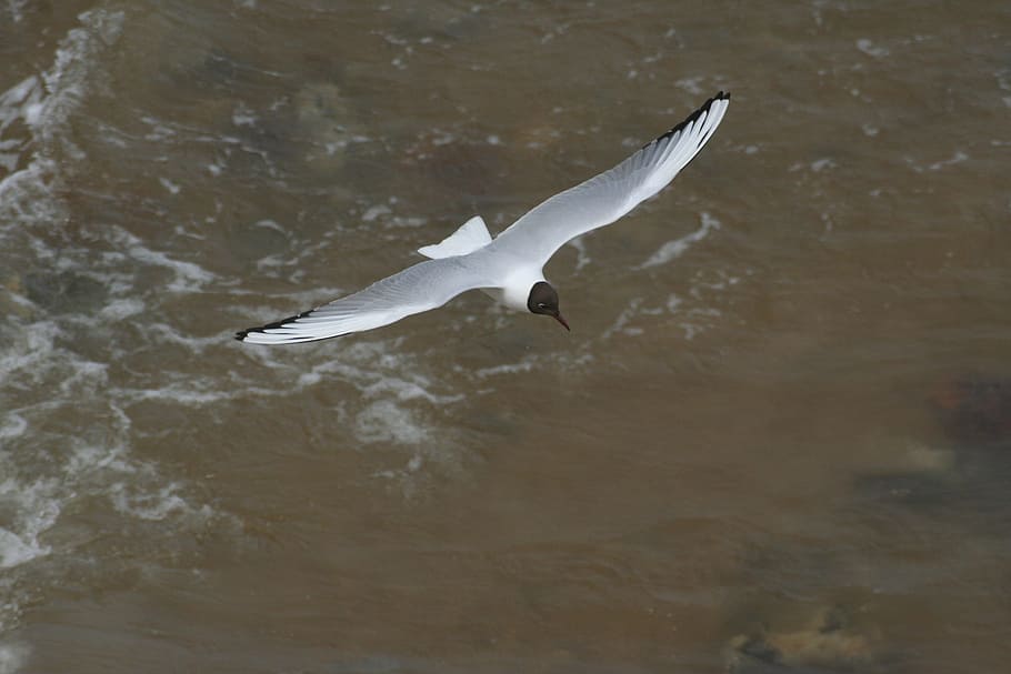 Seagull, Bird, Flight, southwold, one animal, animals in the wild HD wallpaper