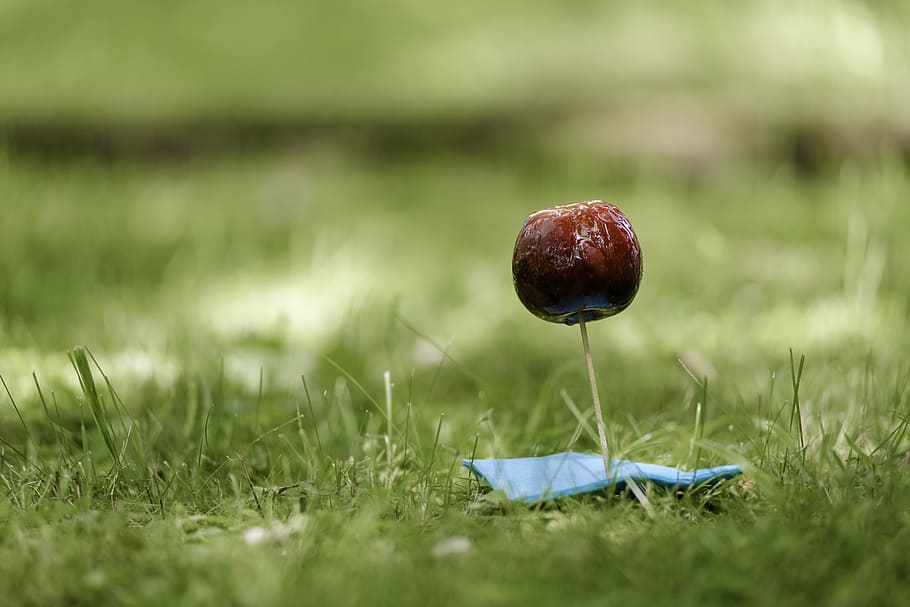 apple, candy apple, food, fruit, grass, macro, outdoors, sugar HD wallpaper
