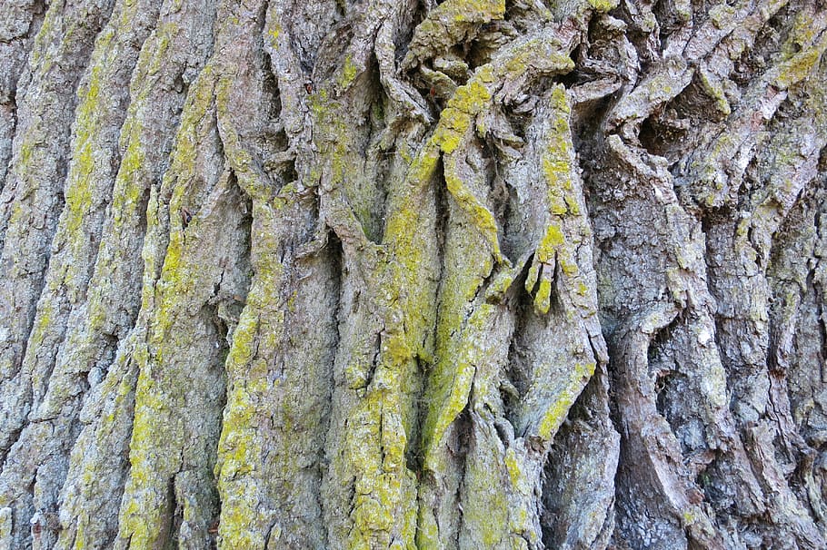 bark, tree, weave, log, nature, oak, textured, tree trunk, full frame HD wallpaper