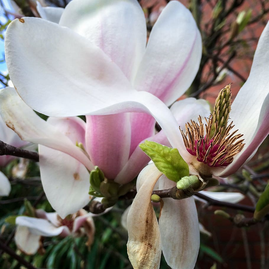 magnolia, blossom, bloom, cup, spring, pink, flower, violet HD wallpaper