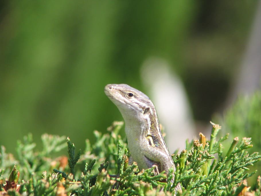 animals, nature, fauna, lizard, one animal, animal themes, animals in the wild HD wallpaper