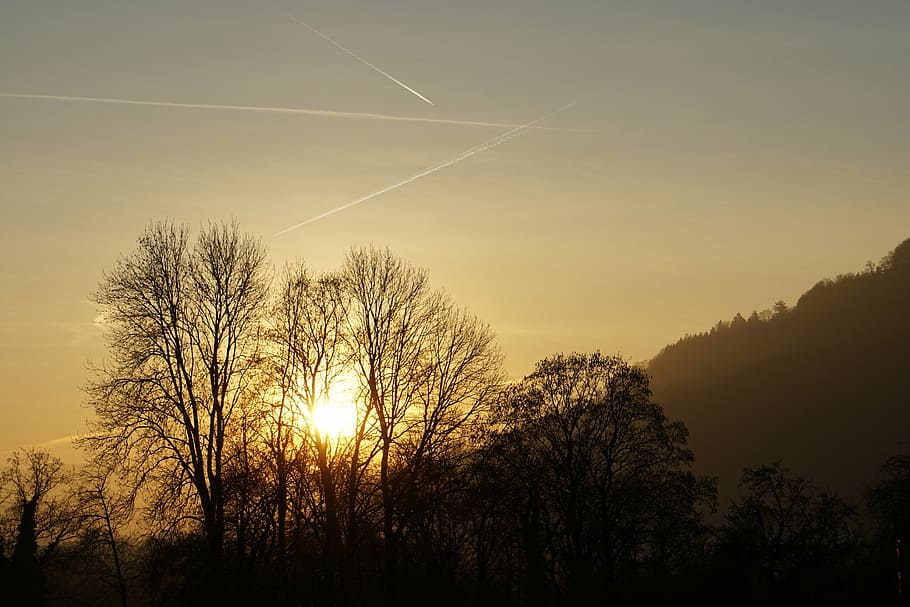 sunset, trees, twilight, sky, silhouette, plant, tranquility HD wallpaper