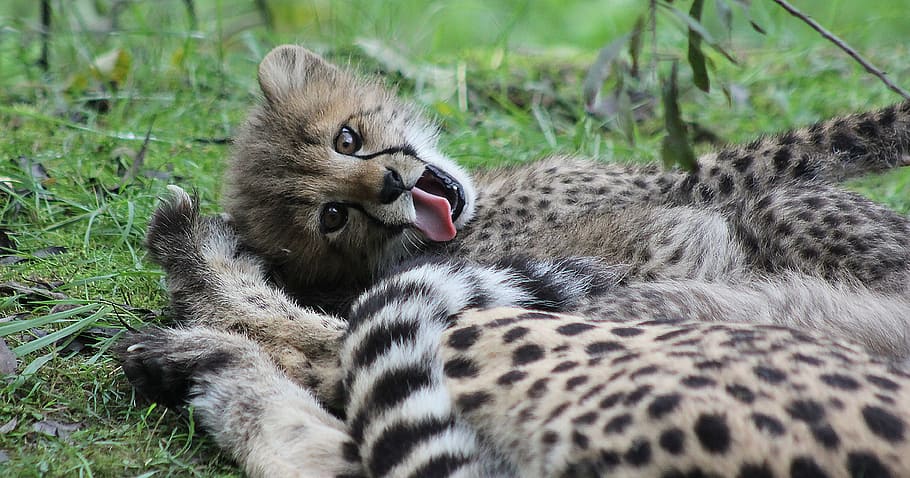 two leopard cubs lying on grass, cheetah, cat, predator, big cat HD wallpaper