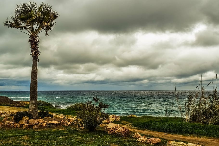 palm tree, coast, sea, coastal path, sky, clouds, scenery, winter HD wallpaper