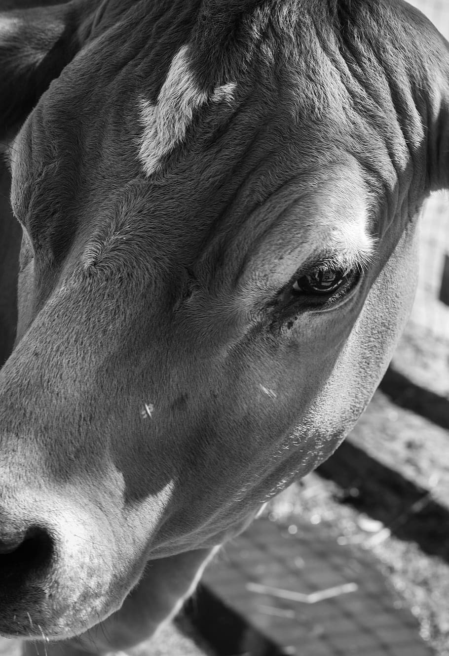 cow, black and white, farm, farming, animal, dairy, cattle, HD wallpaper