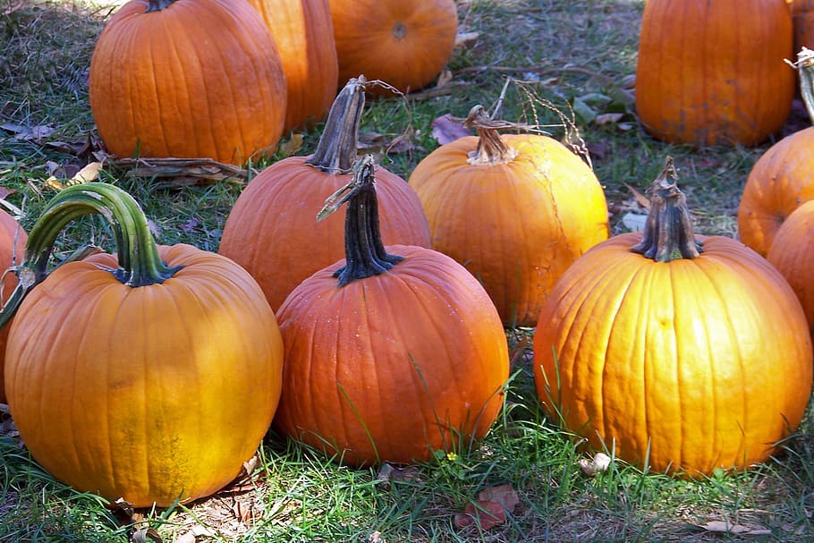 bunch of pumpkins on ground, autumn, fall, halloween, holiday HD wallpaper