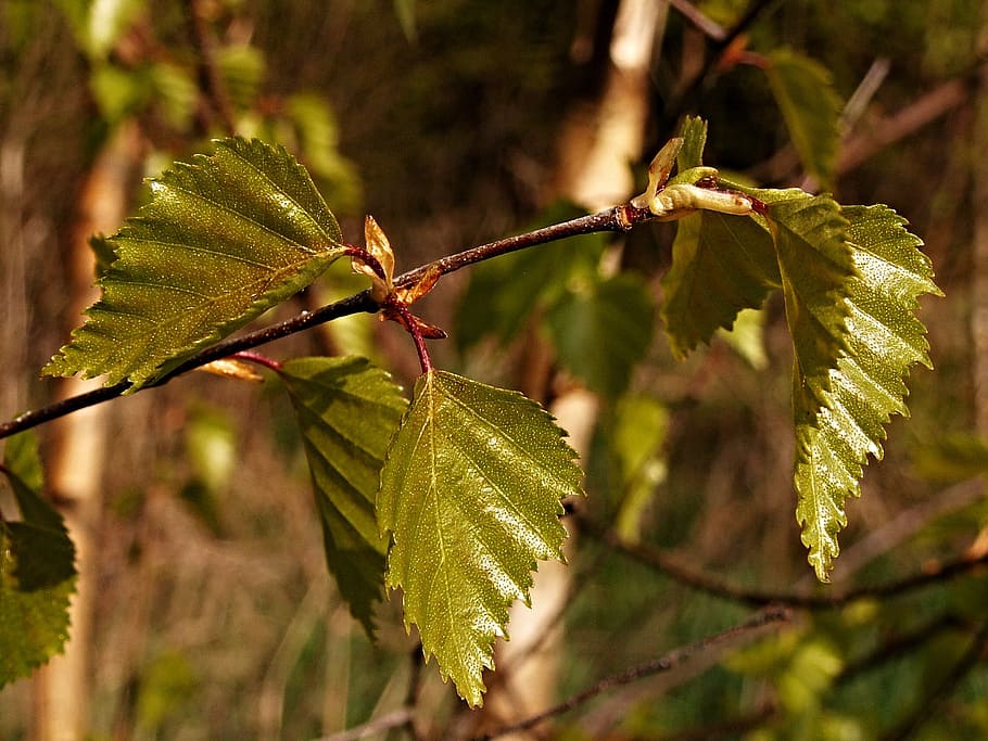 Birch, Foliage, Spring, Sheet, Macro, branch, nature, leaf HD wallpaper