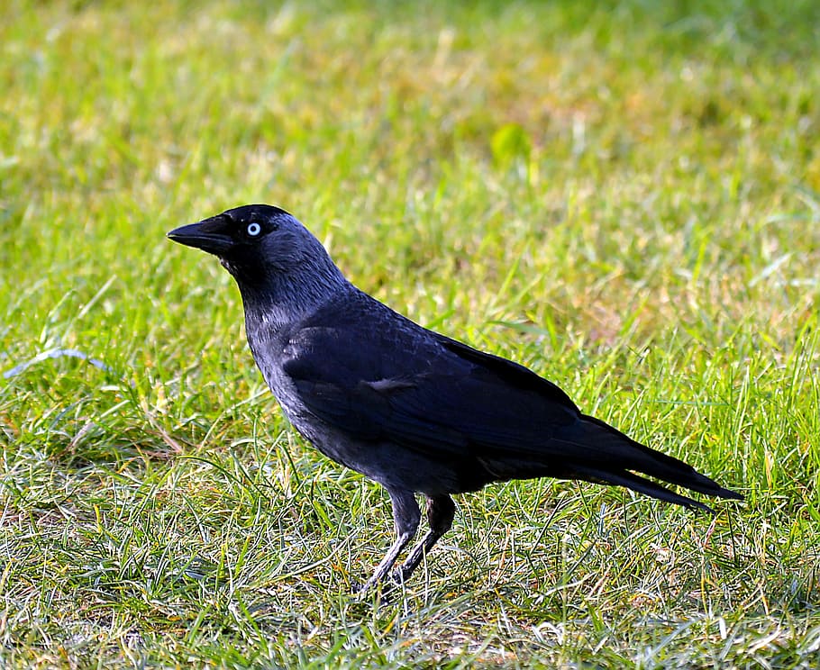 jackdaw, bird, black, animals, raven bird, nature, home, crow HD wallpaper