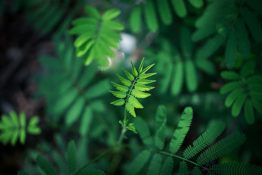 close-up, green, leaves, macro, plants, nature, green Color HD wallpaper