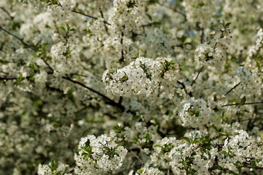Cherry, Cherry, Cherry Blossom, Spring, cherry blossoms, tree HD wallpaper