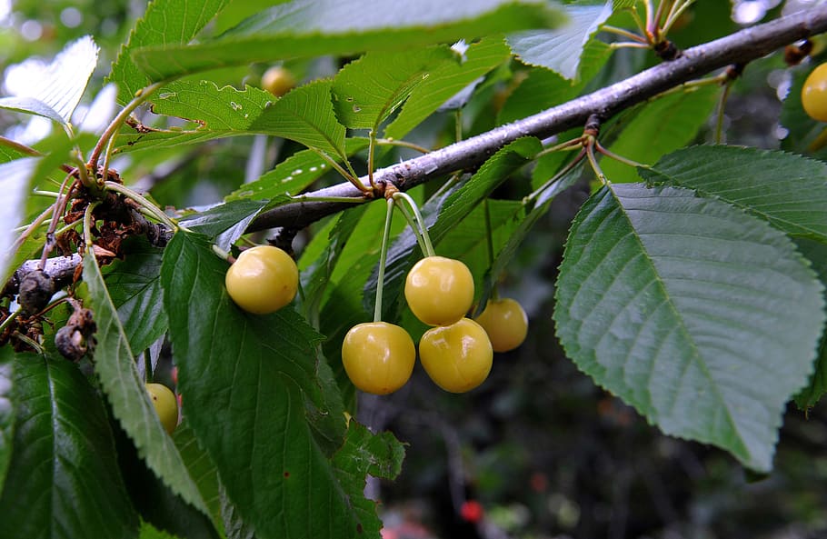 cherry, fruit, garden, healthy eating, leaf, plant part, food and drink HD wallpaper