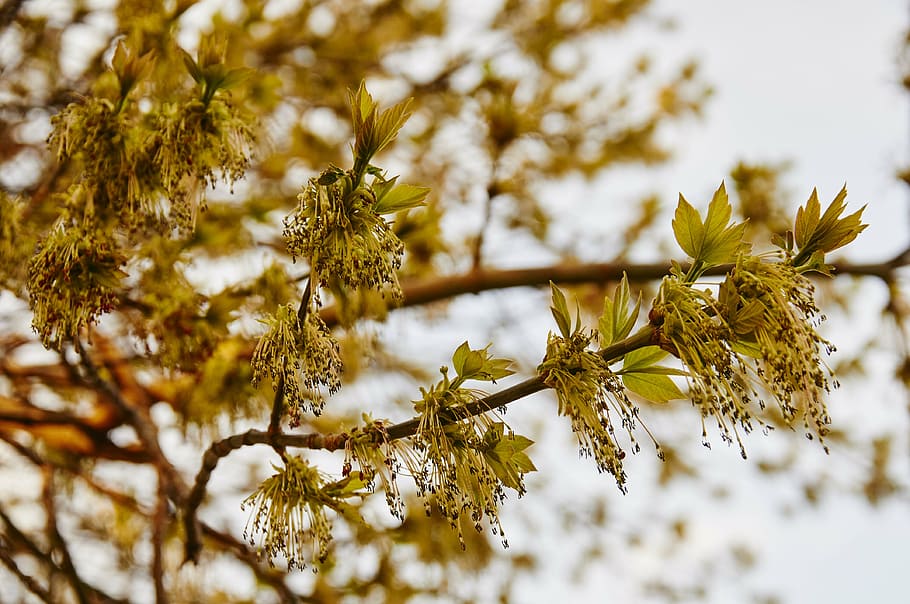 spring, tree, park, trees, nature, plant, beauty in nature HD wallpaper
