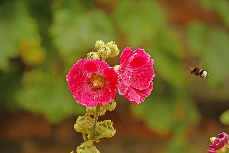 Blossom, Bloom, Hummel, Close, pollination, nectar, animal HD wallpaper
