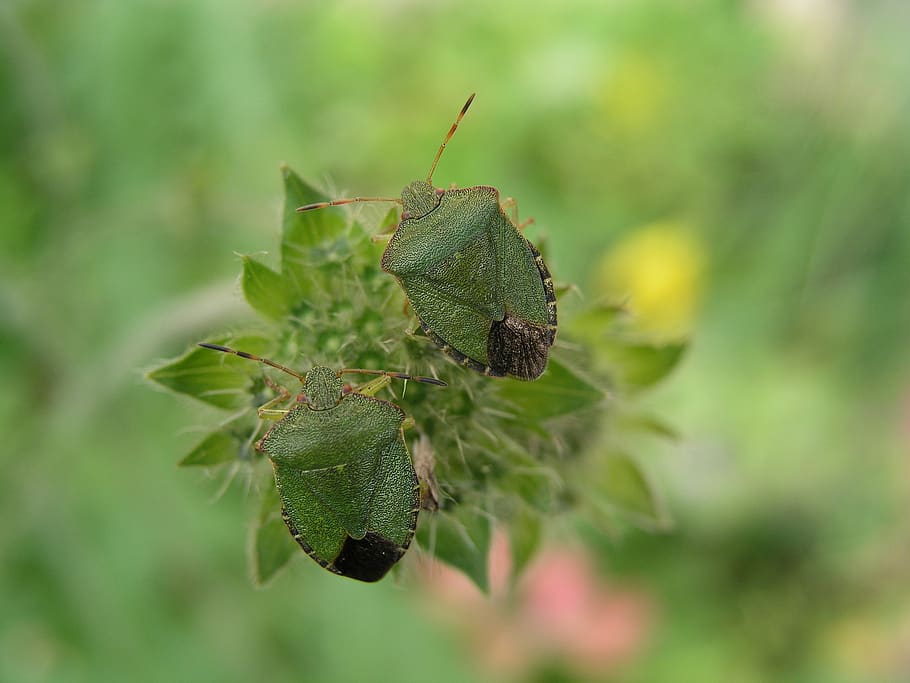 insect, shield bug, nature, green color, plant part, leaf, invertebrate HD wallpaper