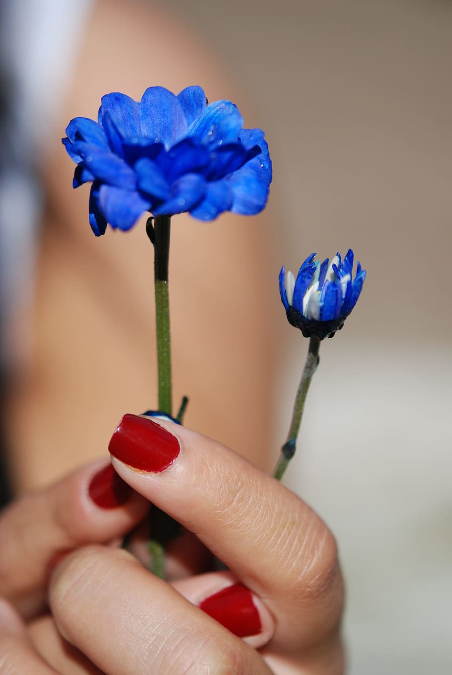 blue rose, flower, bouquet, leaf, nature, green, water, drop HD wallpaper