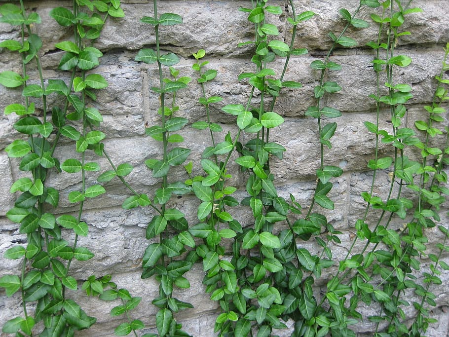 Vines, Stone, Natural, Vintage, Wall, old, green, garden, nature, HD wallpaper