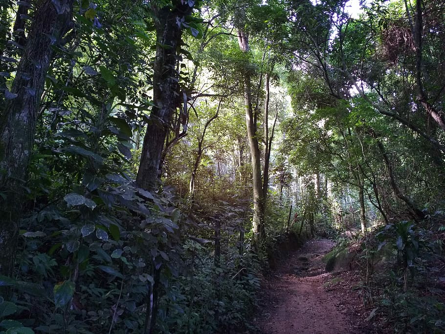 Oricongo Pathway, path, trail, forest path, forest, tree, plant HD wallpaper