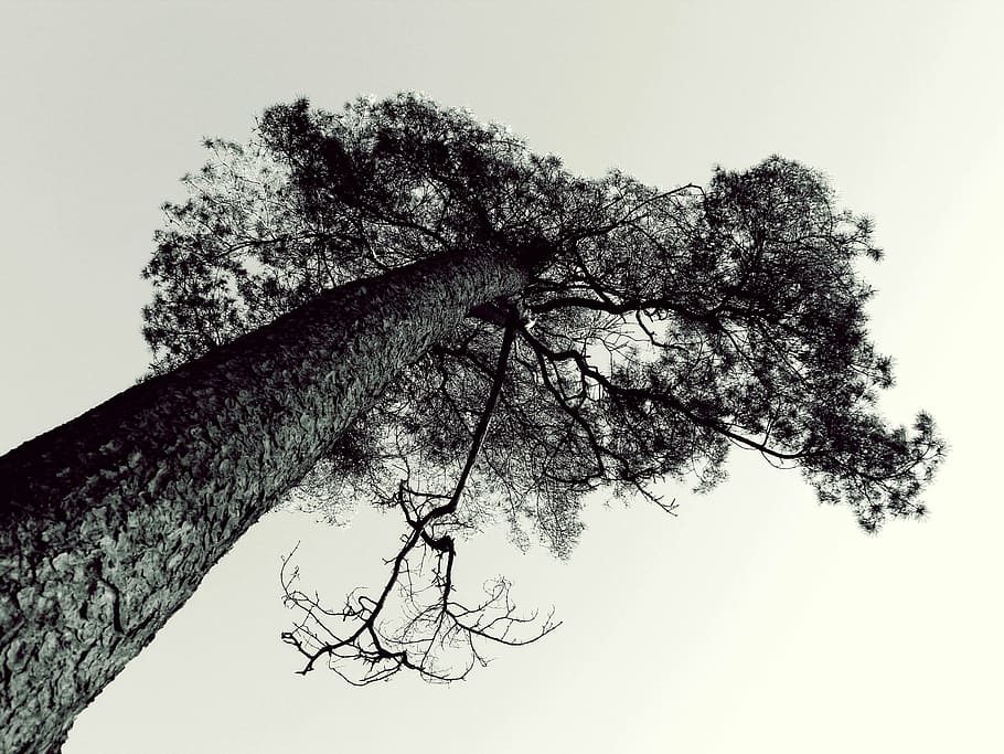 worm's eye gray scale photography of tree, pine, cemetery, sky HD wallpaper