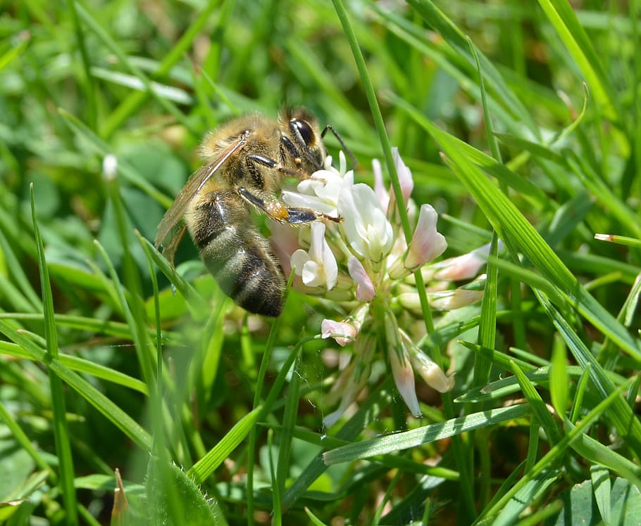 honey bee, klee, grass, meadow, pollen, plant, animal, green HD wallpaper