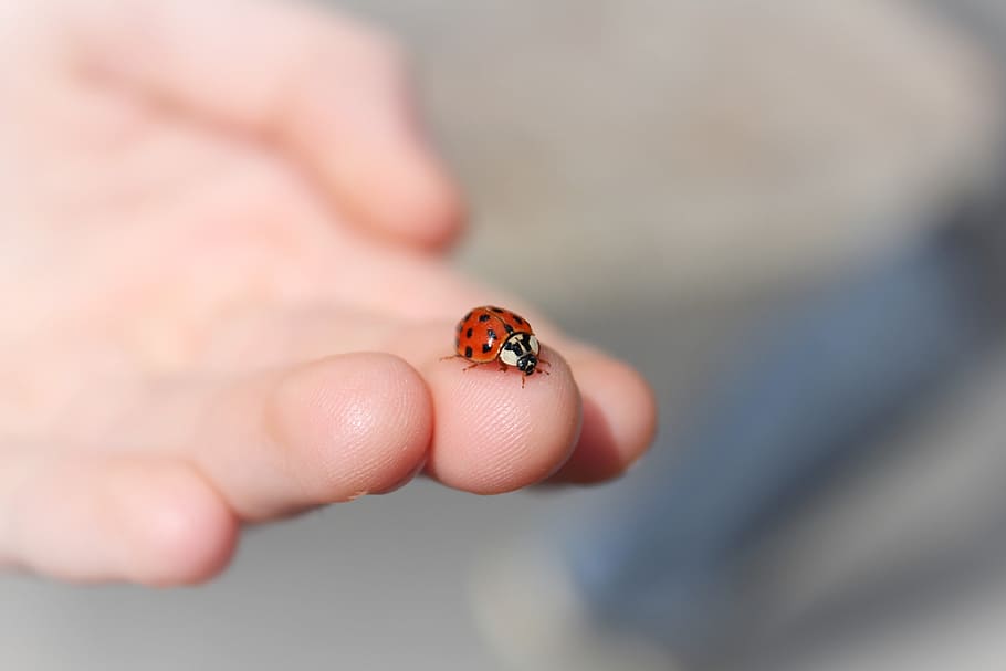 shallow focus photography of red and black ladybug on person's fingers HD wallpaper