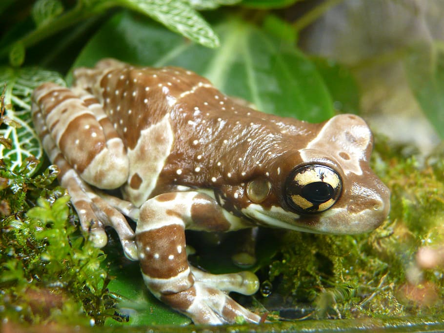 macro shot of brown and white frog, tree toad tree frog caves HD wallpaper