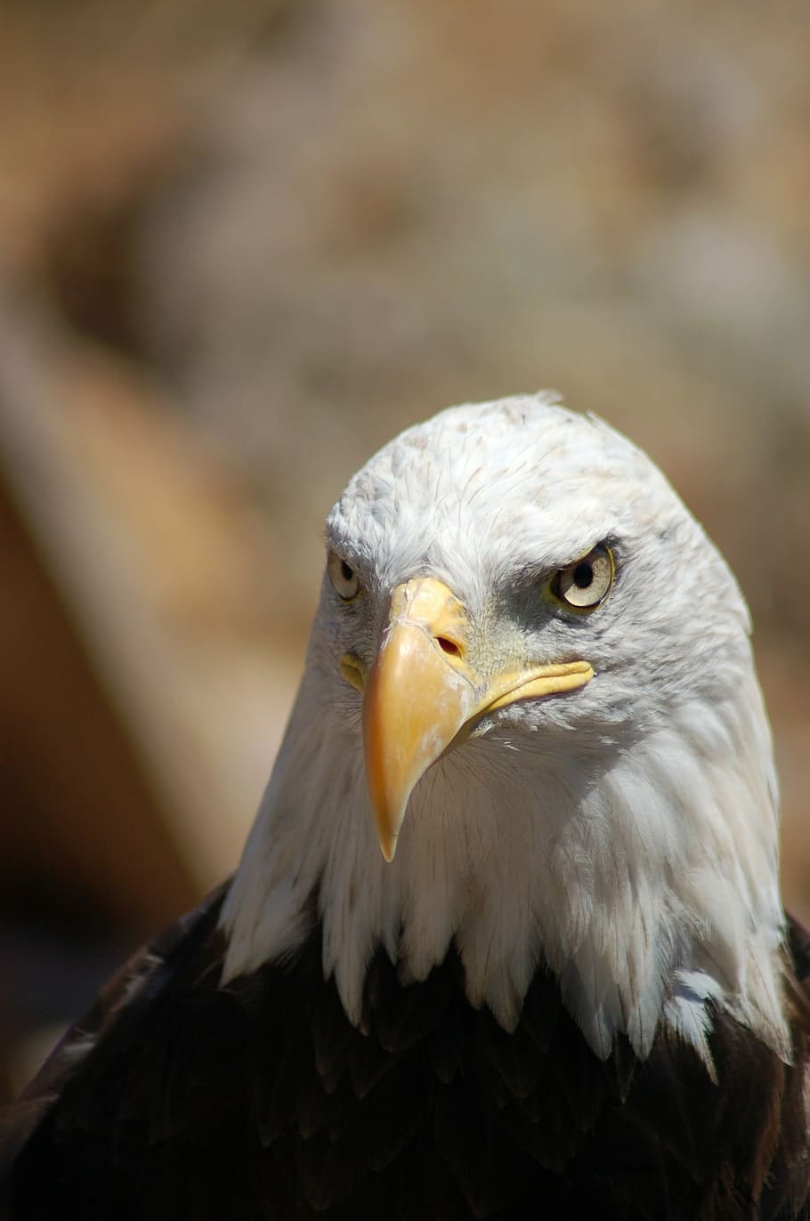 bird, beak, eagle, bird of prey, animal, animal themes, vertebrate HD wallpaper