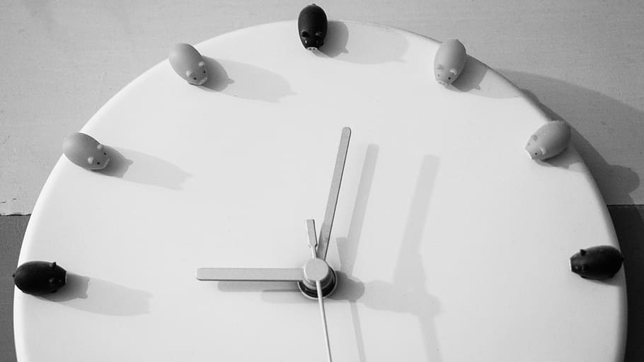 Time, Clock, Pork, little pigs, fun, design, minute, hours HD wallpaper