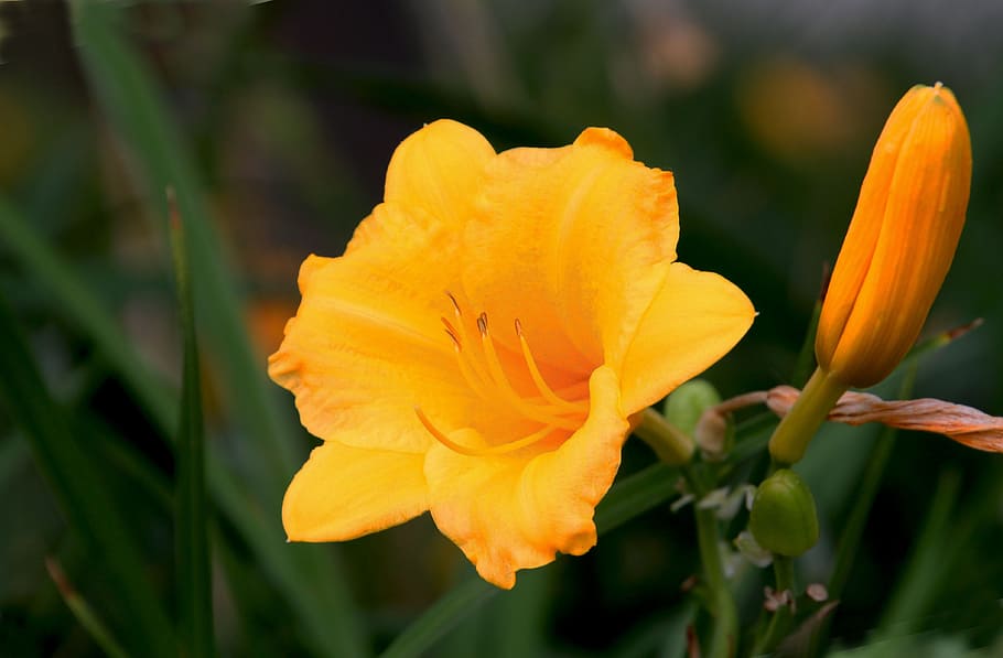 Flower, Natural, Twilight, petal, freshness, plant, flower head HD wallpaper