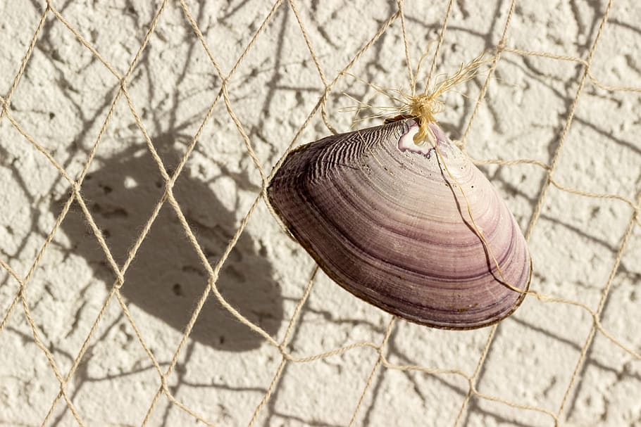 shell, network, deco, fishing net, decoration, collect, baltic sea HD wallpaper