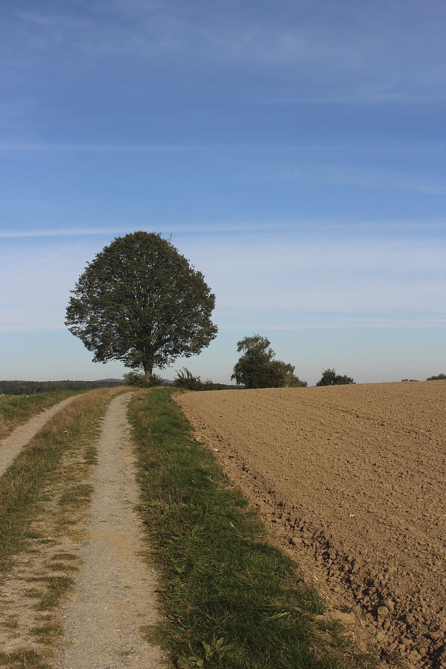 away, blue sky, landscape, plant, tree, field, tranquility HD wallpaper